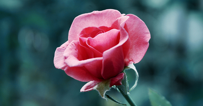 ​Kalp, organların hükümdarıdır