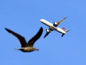 Atatürk Havalimanı'na kuş giremeyecek