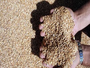 Buğday üretimi yüzde 13 azaldı