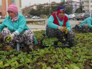 Bursa'yı Çiçeklendiriyorlar