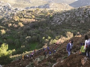 İzmir'de 96 bin sakız fidanı yeşerecek