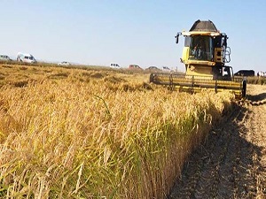 Türkiye'de tarım sektörü yüzde 3 küçüldü