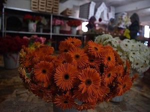 Çiçek ihracatında hedef tutmadı