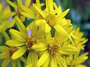 Böbrek yetmezliğine: Altınbaşak Otu