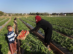 İsrail'in saldırıları çileği de vurdu
