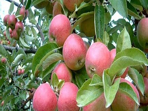 Elma üreticisi, dört gözle ihracatı bekliyor