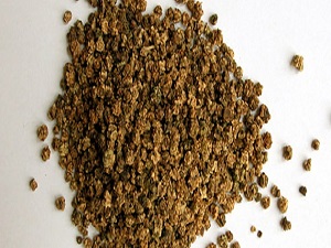 Türkiye'de ilk kez yerli tohum ıslahı yapıldı