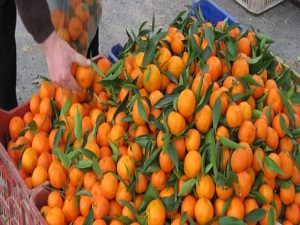 20-25 kuruşluk fiyatlar üreticiyi üzdü