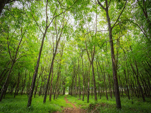 Tropik ormanlar küresel ısınmayı nasıl önlüyor?