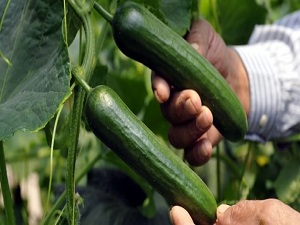 Aralık ayı zam şampiyonu belli oldu