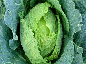 Sindirime karalahana