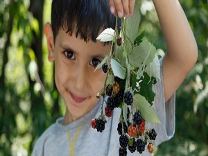 Kanserin düşmanı böğürtlen