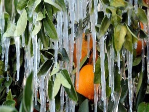 Çiftçiye don uyarısı