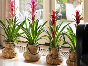 Evde yetiştirilen çiçekler zehir saçıyor