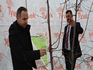Yeni çeşitler için fındık ocağına çadırlı koruma