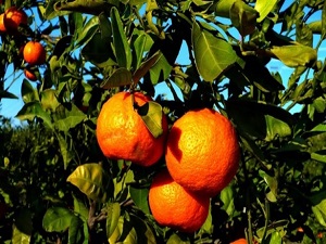 Diyabet riskinde olanlara çözüm: Mandalina!