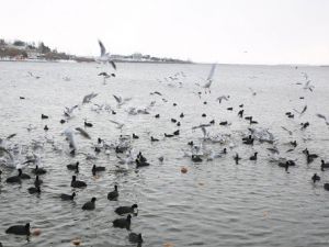 Mogan Gölü'ndeki Kuşlar İçin Ekmek Kampanyası