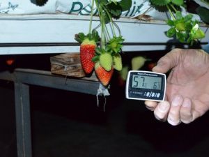 Silifkeli Çiftçiler Seralarda Nöbette