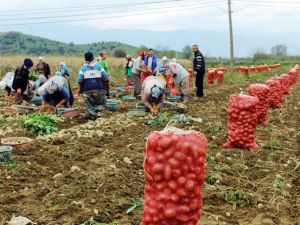 Soğuk Hava Üreticilerin Hasadını Yavaşlattı