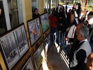 Yanan alanlar ağaçlandırılacak