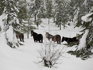 Soğuk havada Osmanlı atları unutulmadı