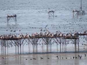 Kış Güneşinde Pelikanlar