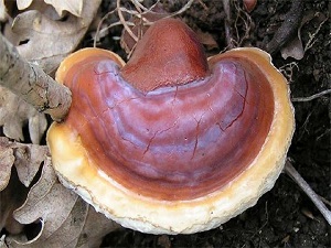 Bu mantar kansere karşı koruyor