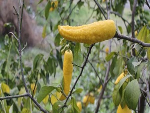 Bu limon görenleri şaşırtıyor