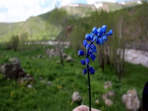 Rahatsızlıklarınızı bitkilerle yenebilirsiniz
