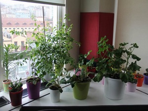 Süs Bitkisi Yetiştireceklere Uyarı