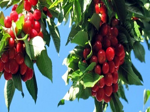 Kirazın kilosu 750 liradan satılıyor