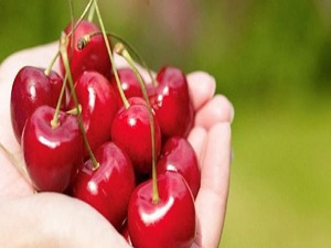 Kiraz'ın sapını atmayın! Faydaları saymakla bitmiyor