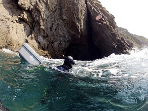 Nesli tükenmekte olan canlı arıyorlar