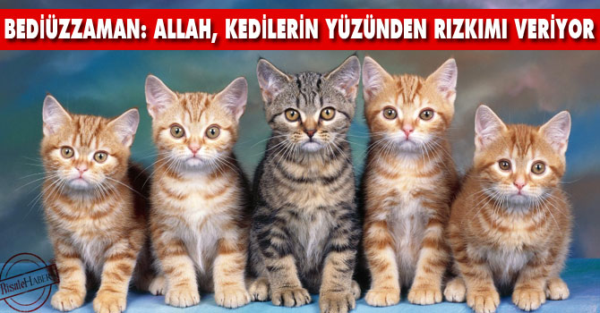 Bediüzzaman: Allah, kedilerin yüzünden rızkımı veriyor
