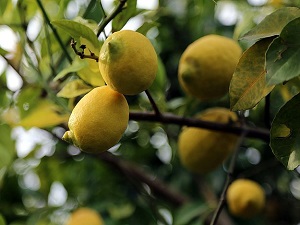 Türkiye narenciyesi Uzakdoğu pazarına hazır