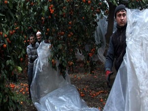 Korunan mandalina değerini 4 kat artırdı