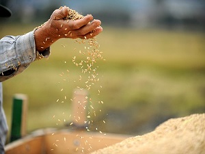 Çeltikteki KDV indirimi herkese yarayacak