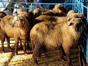 Hasmer ve Hasak tescillendi