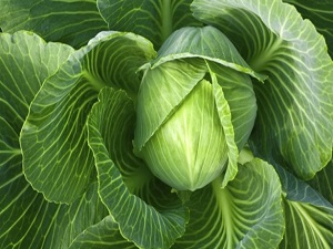 Lahananın zenginliği