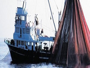 Türkiye'nin yıllık balık üretimi 230 bin ton