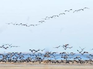 Kuşlar Lagündeki Su Kirliliğinden Telef Olmuş