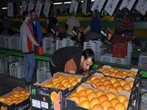 Türk narenciyesi Uzakdoğu'ya açılıyor