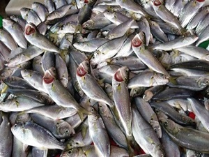 Sofralarda çinakop zamanı