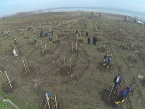 İstanbul'a 115 Bin Yeni Ağaç