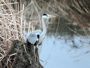 Kar yağışı kuş cennetine can verdi