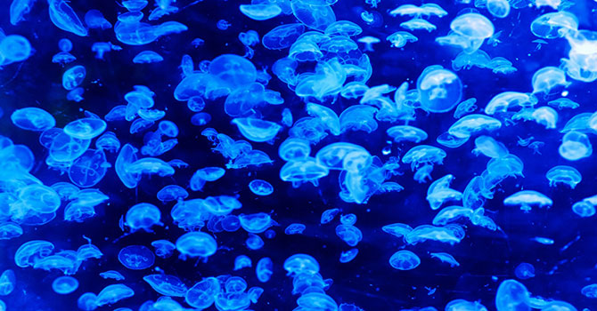 Bilim insanları denizanalarının "ilahi ilhamını" araştırıyor