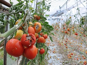 Tarımda en yüksek zarar ödemesi