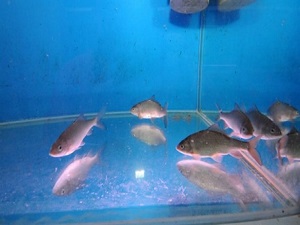 Doktor balıklar alternatif tıpta kullanılacak