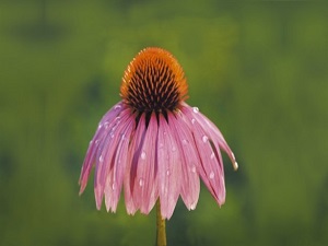 Akciğerinizi bu bitkiyle koruyun