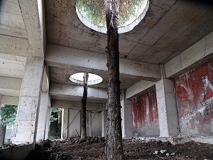 Ladin ağaçlarına Karadeniz usulü koruma